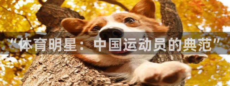 必一运动平台：“体育明星：中国运动员的典范”